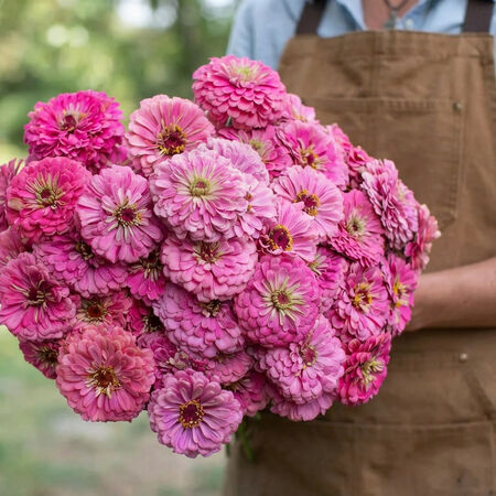 Benary's Giant Bright Pink, Zinnia Seeds - Packet image number null